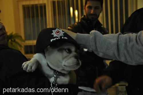 paşa Erkek İngiliz Bulldog