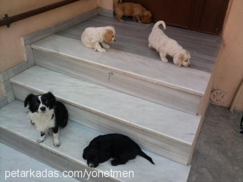 prenses Dişi King Charles Spaniel