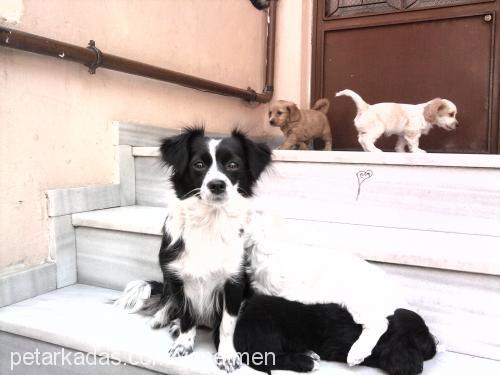 prenses Dişi King Charles Spaniel