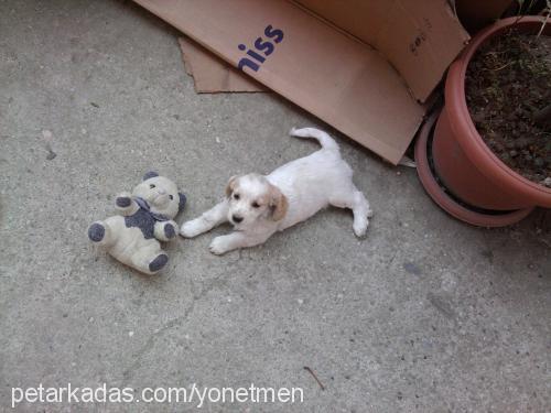 prenses Dişi King Charles Spaniel