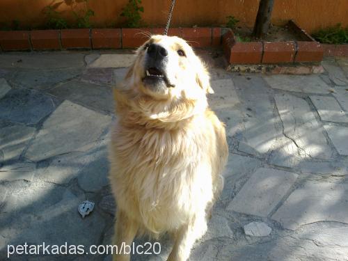 casper Erkek Golden Retriever