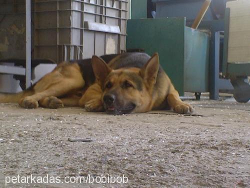 bobi Erkek Alman Çoban Köpeği