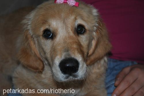 rio Dişi Golden Retriever