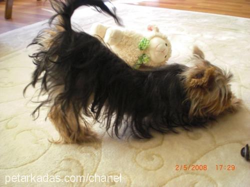 barni Erkek Yorkshire Terrier