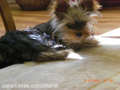 barni Erkek Yorkshire Terrier