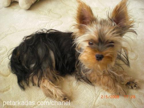 barni Erkek Yorkshire Terrier