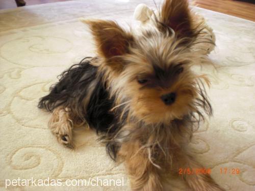 barni Erkek Yorkshire Terrier