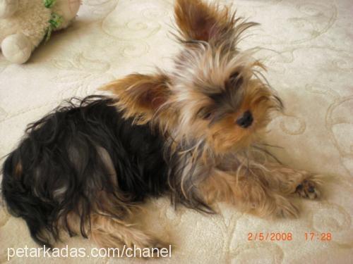 barni Erkek Yorkshire Terrier