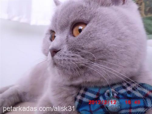 buse Dişi British Shorthair