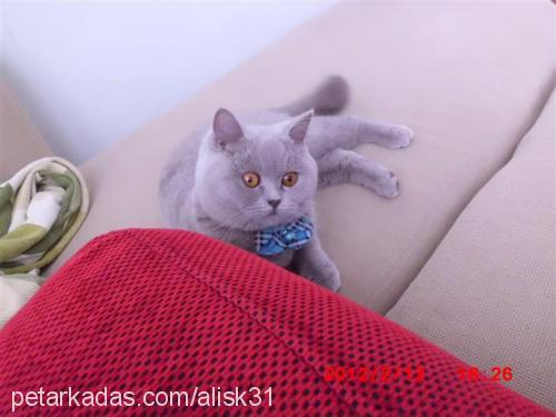 buse Dişi British Shorthair