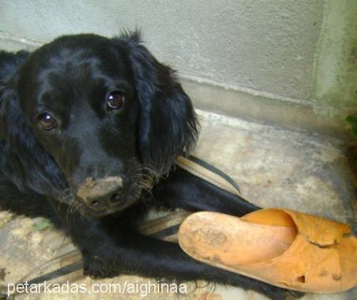 şanslı Erkek Golden Retriever