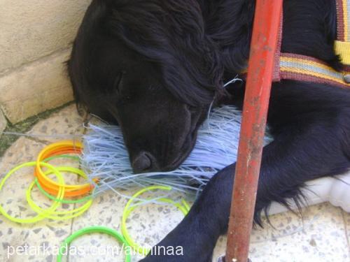 şanslı Erkek Golden Retriever