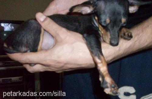 şila Dişi Minyatür Pinscher