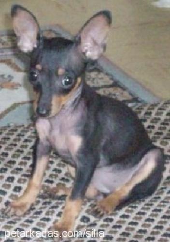 şila Dişi Minyatür Pinscher