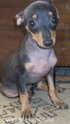 şila Dişi Minyatür Pinscher