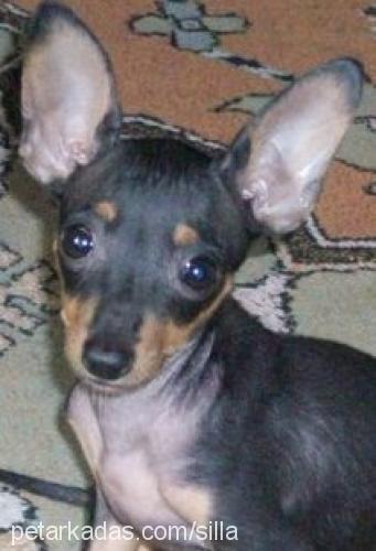 şila Dişi Minyatür Pinscher