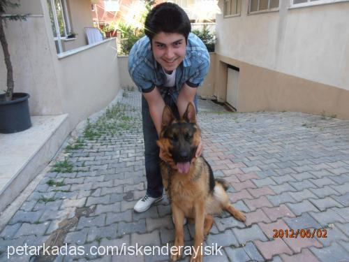 oscar Erkek Alman Çoban Köpeği