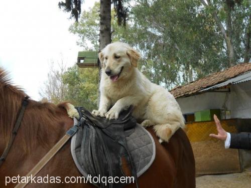 maya Dişi Golden Retriever