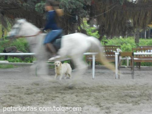 maya Dişi Golden Retriever