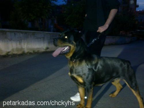 chucky Erkek Rottweiler