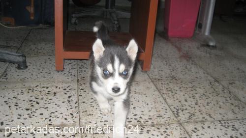 mayk Erkek Sibirya Kurdu (Husky)