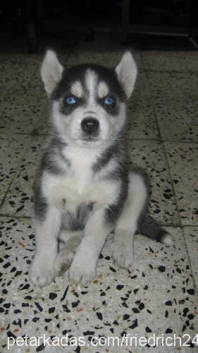 mayk Erkek Sibirya Kurdu (Husky)