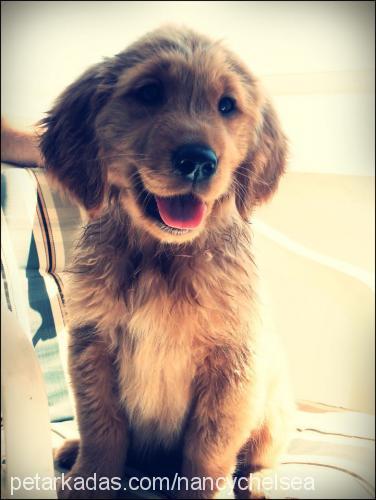 nancy Dişi Golden Retriever