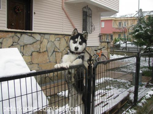 İgor Erkek Alaskan Malamute