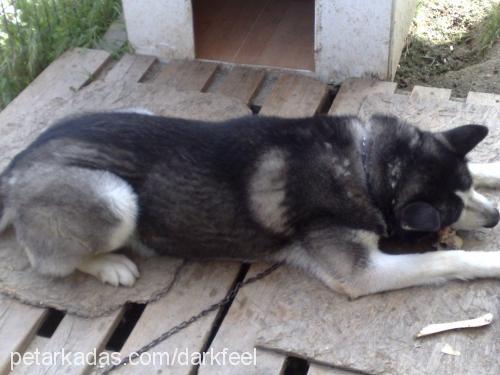 İgor Erkek Alaskan Malamute