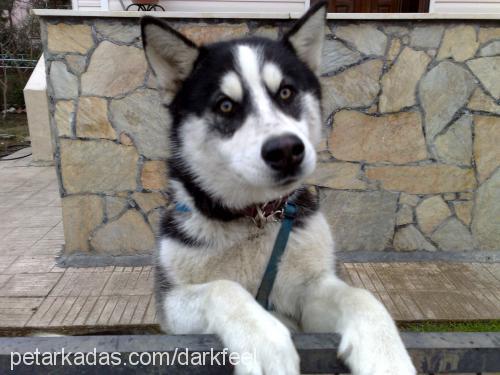 İgor Erkek Alaskan Malamute