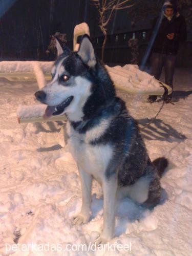 İgor Erkek Alaskan Malamute