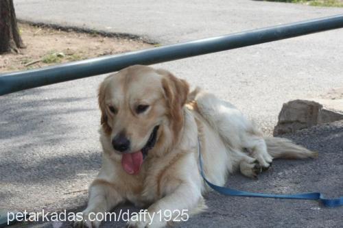 daffy Erkek Golden Retriever