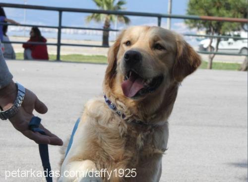 daffy Erkek Golden Retriever