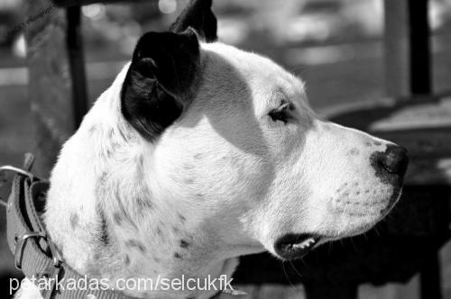 cadı Dişi Amerikan Pitbull Terrier