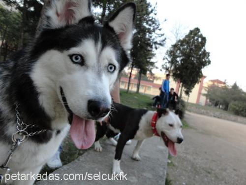 cadı Dişi Amerikan Pitbull Terrier