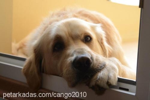 cango Erkek Golden Retriever