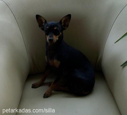 şila Dişi Minyatür Pinscher