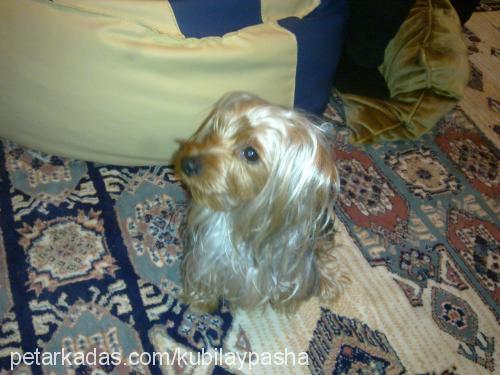 fındık Erkek Yorkshire Terrier