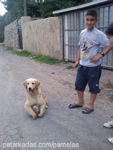 pamela Dişi Golden Retriever