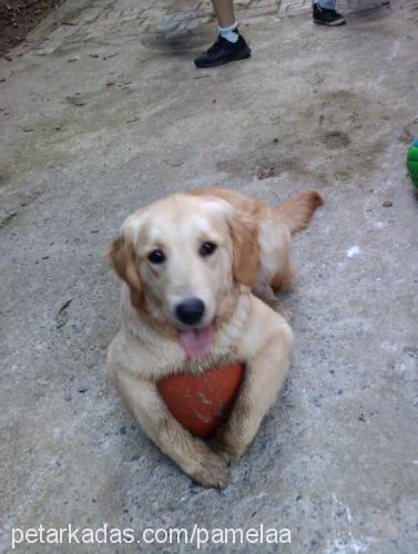 pamela Dişi Golden Retriever