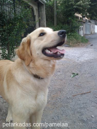 pamela Dişi Golden Retriever