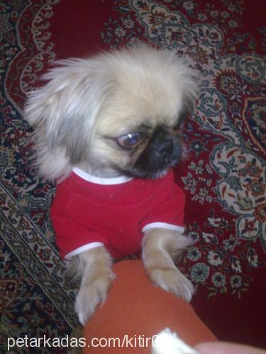 kıtır Dişi Pekingese