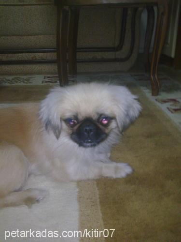 kıtır Dişi Pekingese