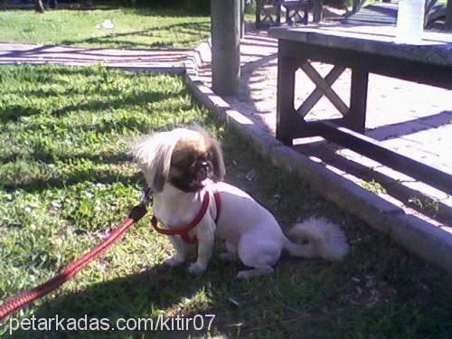 kıtır Dişi Pekingese