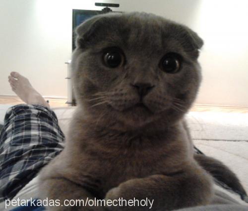 kivi Erkek Scottish Fold