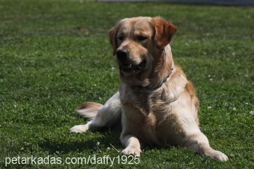 daffy Erkek Golden Retriever