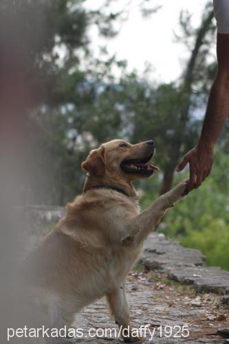 daffy Erkek Golden Retriever