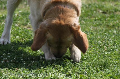 daffy Erkek Golden Retriever