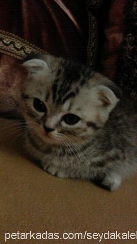 yavruşkolar Dişi Scottish Fold