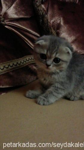 yavruşkolar Dişi Scottish Fold